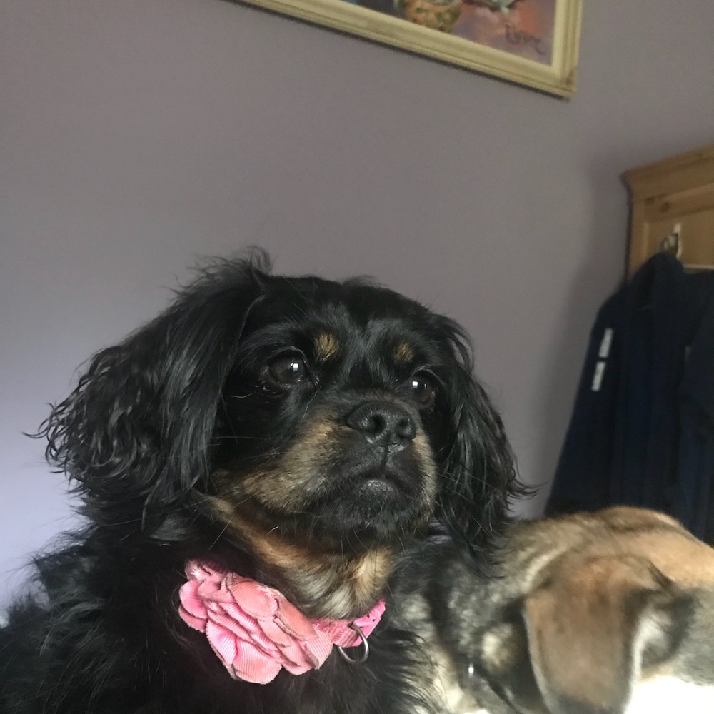 Meet your Posher, Marguerite